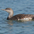 Juvenile Juvenile