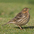 Note reddish throat and streaked back. Note reddish throat and streaked back.