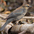 Winter plumage Winter plumage
