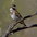 Singing male Singing male