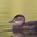Female. Note: rufous flanks and small spot on gorget. Female. Note: rufous flanks and small spot on gorget.