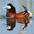 Male displaying. Male displaying.