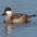Male, winter plumage Male, winter plumage