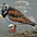 Breeding plumage Breeding plumage