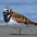 Adult breeding plumage Adult breeding plumage