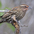 Female. Note: rufous tinged throat and densce streaking. Female. Note: rufous tinged throat and densce streaking.