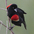 Displaying male Displaying male