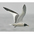 Adult breeding. Note: dark bill with yellow tip and gray hood. Adult breeding. Note: dark bill with yellow tip and gray hood.