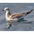 Juvenile. Note: pale face/throat/breast, brownish neck/back, and dark primary tips. Juvenile. Note: pale face/throat/breast, brownish neck/back, and dark primary tips.
