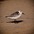 Juvenile. Note: patterned back and wings. Juvenile. Note: patterned back and wings.