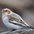 Winter plumage. Winter plumage.