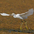 Juvenile. Note: yellow/green legs. Juvenile. Note: yellow/green legs.
