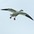 Adult Adult