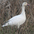 Adult. Note: blocky head and heavy bill with large  Adult. Note: blocky head and heavy bill with large