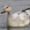Juvenile Juvenile