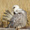 Preening Preening