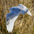 Male in flight. Note: extensive white on nape and thin bars on tail feathers. Male in flight. Note: extensive white on nape and thin bars on tail feathers.