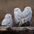 Group of presumably young males Group of presumably young males