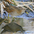 Nonbreeding adult. Nonbreeding adult.