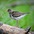 Breeding plumage. Note: black spots on breast and flanks, and orange bill with black tip. Breeding plumage. Note: black spots on breast and flanks, and orange bill with black tip.