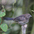 Juvenile Juvenile