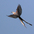 Note: long black and white tail. Note: long black and white tail.
