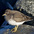 Winter plumage adult. Note: short pale bill. Winter plumage adult. Note: short pale bill.