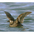Female. Note: unfeathered large bill and vertical white loral patch. Female. Note: unfeathered large bill and vertical white loral patch.