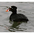 Male. Note: white patch on back of head. Male. Note: white patch on back of head.
