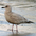 Juvenile Juvenile