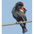 Male. Note: dark red lesser coverts and white median coverts. Male. Note: dark red lesser coverts and white median coverts.