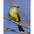 Note: greenish yellow breast and thick bill (compare to Western Kingbird). Note: greenish yellow breast and thick bill (compare to Western Kingbird).