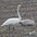 Adult (front) and juvenile. Adult (front) and juvenile.