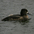 Female. Note: small tuft, dark back, and minimal white at base of bill. Female. Note: small tuft, dark back, and minimal white at base of bill.