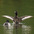 Male. Note: long white stripe in wing. Male. Note: long white stripe in wing.