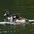 Immature male (front) with two male Ring-necked Ducks. Immature male (front) with two male Ring-necked Ducks.