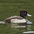 Immature male. Note: pale flanks and dark back with a shorter  Immature male. Note: pale flanks and dark back with a shorter