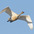 Juvenile in flight Juvenile in flight