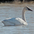 Juvenile. Note: pink bill Juvenile. Note: pink bill