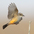 Female in flight. Note: short dark tail and rounded wings. Female in flight. Note: short dark tail and rounded wings.