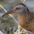 Adult. Note: gray face, reddish brown breast, and dark bill. Adult. Note: gray face, reddish brown breast, and dark bill.