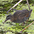 Juvenile Juvenile
