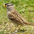 Adult (pugetensis ssp.) Adult (pugetensis ssp.)