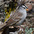 Adult (gambelli ssp.) Adult (gambelli ssp.)
