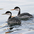Western Grebe (left) with Clark's Grebe. Note: different bill colors (which do not change seasonally). Darker feathers around eye and darker flanks also indicative but seasonally variable. Western Grebe (left) with Clark's Grebe. Note: different bill colors (which do not change seasonally). Darker feathers around eye and darker flanks also indicative but seasonally variable.