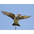 Note: black tail with white outer tail feathers. Note: black tail with white outer tail feathers.
