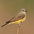 Note: shorter bill, shorter tail and longer wings (compared to Tropical Kingbird) Note: shorter bill, shorter tail and longer wings (compared to Tropical Kingbird)