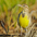 Juvenile Juvenile