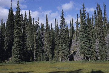 West Cascades Ecoregion scene West Cascades Ecoregion scene