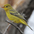 Female. Note: wing bars. Female. Note: wing bars.